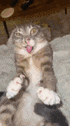 a cat is laying on its back on a bed with its tongue hanging out .