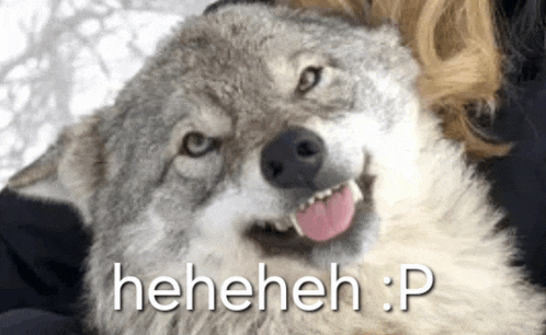 a close up of a wolf making a funny face with its tongue sticking out .