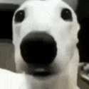 a close up of a dog 's nose with a black nose .