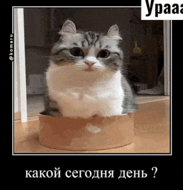 a picture of a cat in a box with russian text