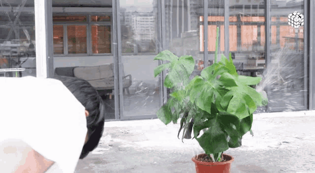 a potted plant is being watered by a man