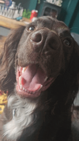 a close up of a dog 's face with its tongue out