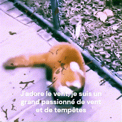 a cat is laying on the ground with a caption in french