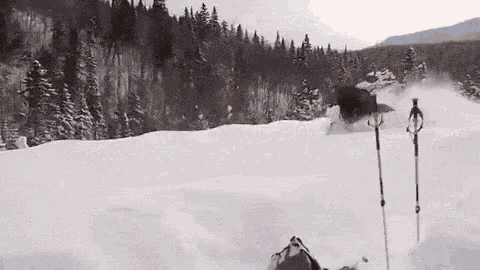 Moose Snow GIF - Moose Snow Dash GIFs