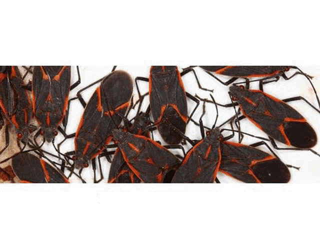a close up of a black and red bug on a white surface