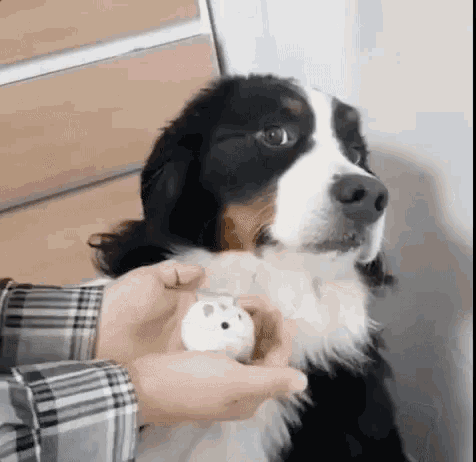 Dog Hamster GIF - Dog Hamster Scared GIFs