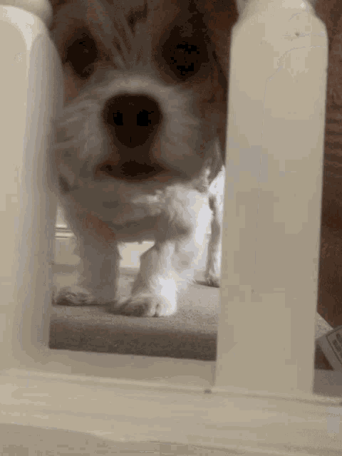 a small white dog standing on a staircase looking through a railing
