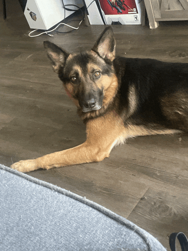 a german shepherd dog laying on the floor with a playstation box in the background