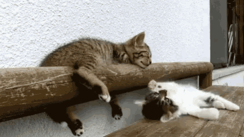 Leave Me Alone Fall Off GIF - Leave Me Alone Fall Off Kitten GIFs