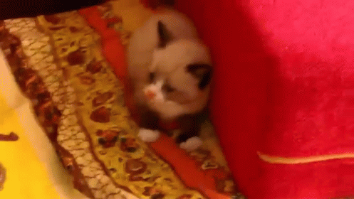 Cute Kitten Was Afraid GIF - Kitten Cat Cats GIFs