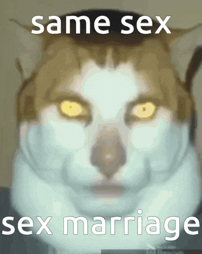 a picture of a cat with the words same sex sex marriage written above it