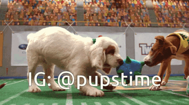 two puppies playing with a toy on a field with the hashtag @pupstime on the bottom