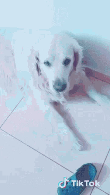 a dog laying on a tiled floor next to a pair of pink crocs