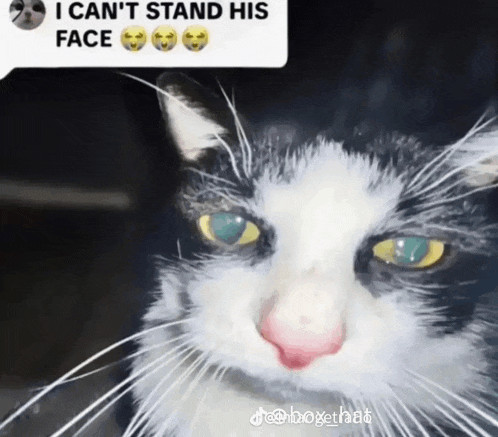 a black and white cat with a caption that says i can t stand his face
