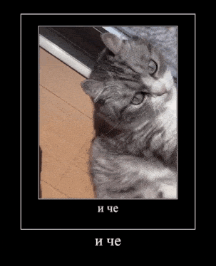 a picture of a cat in a frame with the words и che written on it