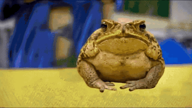 Frog Ytpmv GIF - Frog Ytpmv Frogg GIFs