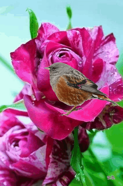 a bird is perched on a pink rose with water drops on it .