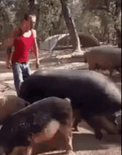 Pig Riding A Pig GIF - Pig Riding A Pig Challenge GIFs
