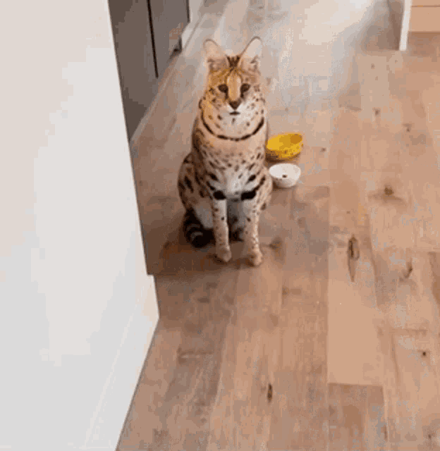 a cat is sitting on a wooden floor next to a bowl of food