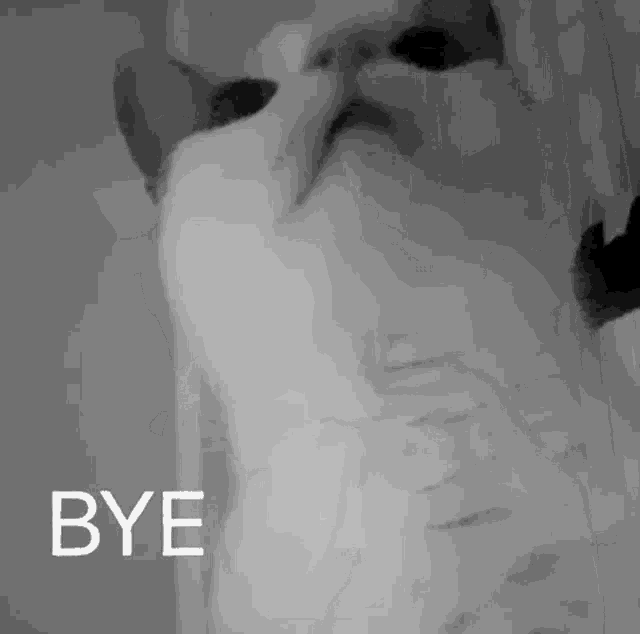 Borka Bye GIF - Borka Bye Cat GIFs