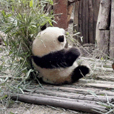 Huahua Panda GIF - Huahua Panda GIFs