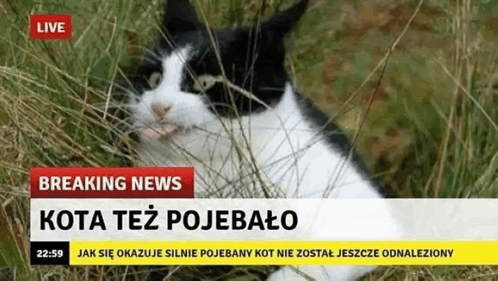 a black and white cat is laying in the grass with a breaking news headline above it