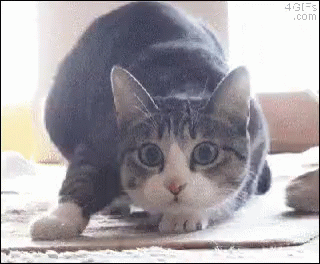 Wiggle Cat GIF - Wiggle Cat Shaq GIFs
