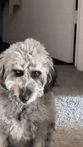 a small white dog is looking at the camera with a door in the background