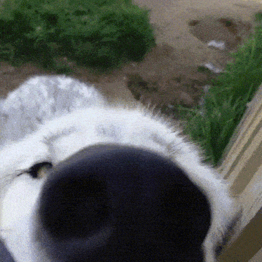 a close up of a dog 's nose with a grassy background