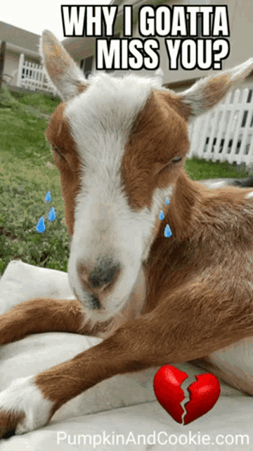 a brown and white goat is laying down with tears coming out of its eyes and a broken heart next to it
