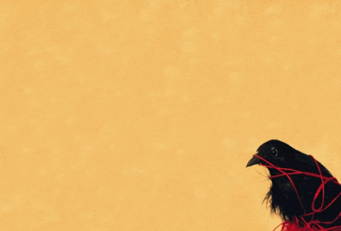 a black bird is tied to a red string on a yellow background