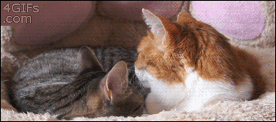 Don'T Help Me GIF - Animals Cats Friends GIFs