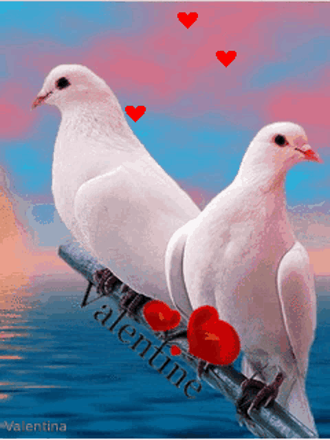 two white pigeons sitting on a branch with red hearts and the word valentine written below them