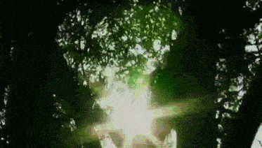 the sun is shining through the leaves of the trees .