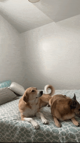 two dogs are laying on a bed and one is looking at the camera