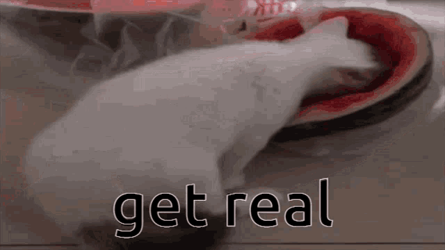 a white cat is eating a slice of watermelon with the words get real written above it .