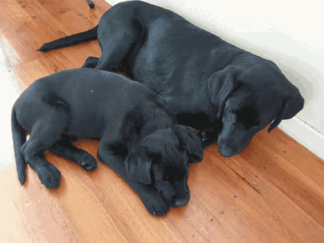 two black dogs laying on a wooden floor next to each other
