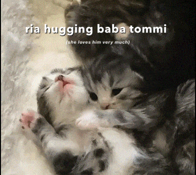 a kitten is hugging another kitten with the caption " ria hugging baba tommi ( she loves him very much ) "