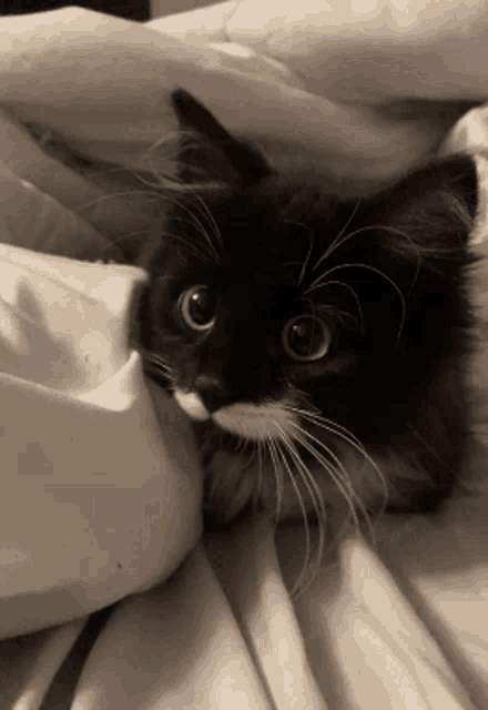 a black and white cat is laying on a bed