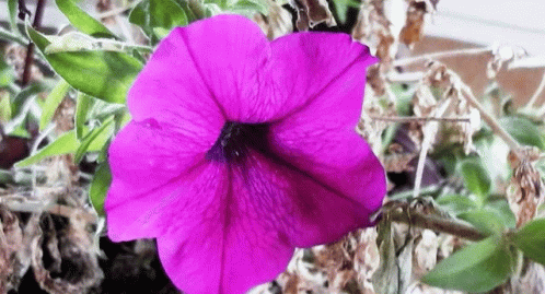 Flores Silvaaa Flower GIF - Flores Silvaaa Flower Pretty GIFs
