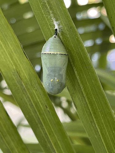 Cocoon Butterfly GIF - Cocoon Butterfly Happy Sunday GIFs