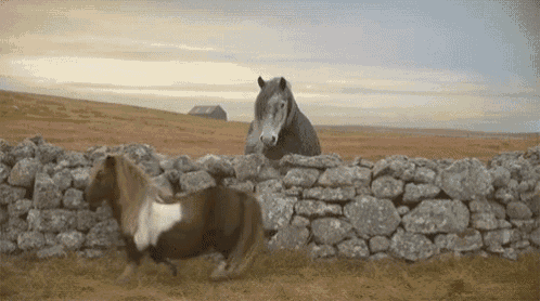two horses are standing next to each other in a field near a stone wall