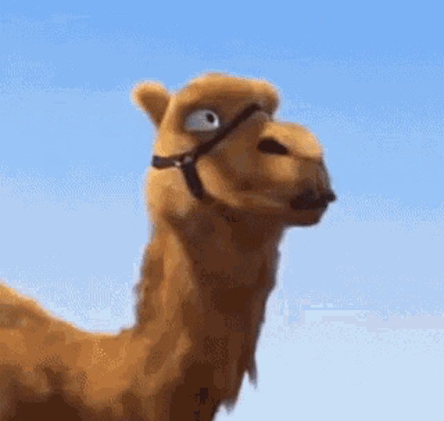 Camel What Are You Looking At GIF - Camel What Are You Looking At GIFs