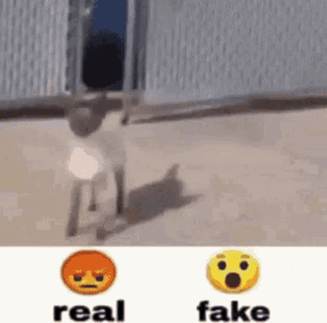 Cat Dancing Real Or Fake GIF - Cat Dancing Real Or Fake Real GIFs