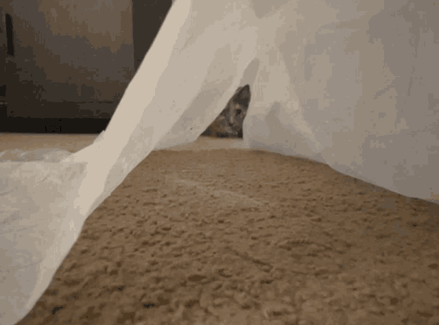 a cat peeking out from under a piece of white paper
