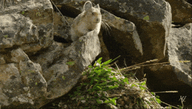 a small animal sitting on top of a pile of rocks with a x on it