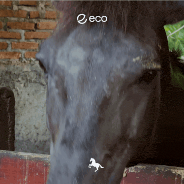 a close up of a horse 's face with the word eco written above it