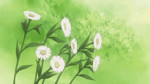 a bunch of daisies are growing in the grass