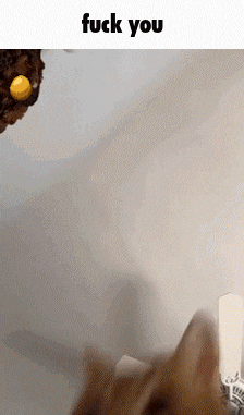 a cat is looking at a donut with the words fuck you below it