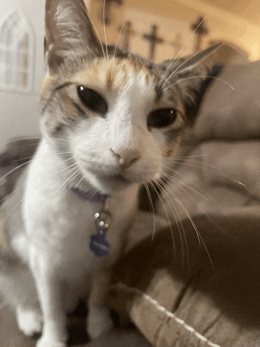 a calico cat wearing a collar with a name tag that says ' amanda ' on it